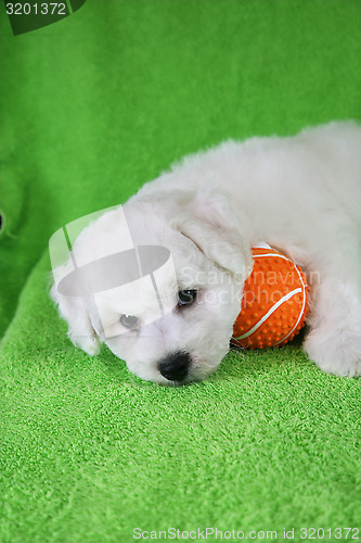 Image of Puppy Bishon Frise