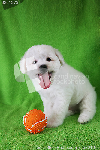 Image of Puppy Bishon Frise