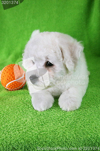 Image of Puppy Bishon Frise