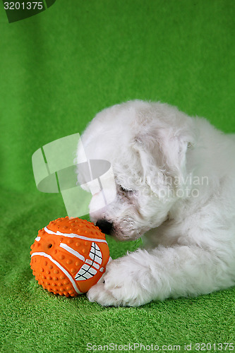 Image of Puppy Bishon Frise