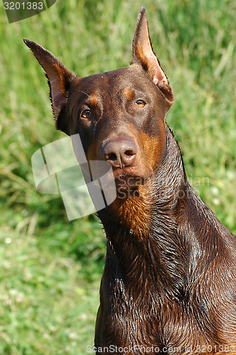 Image of Doberman