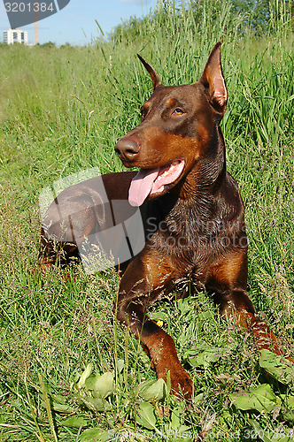 Image of Doberman