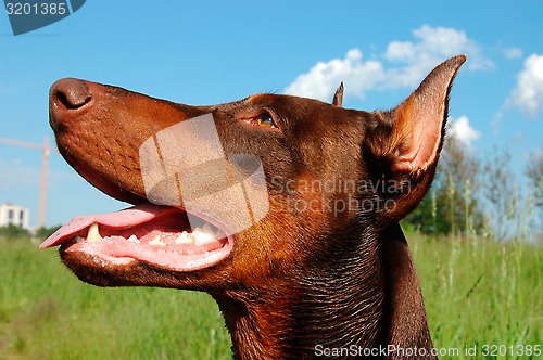 Image of Doberman