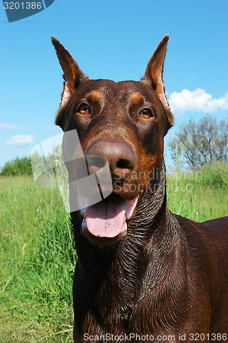 Image of Doberman