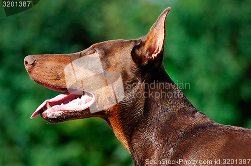 Image of Doberman