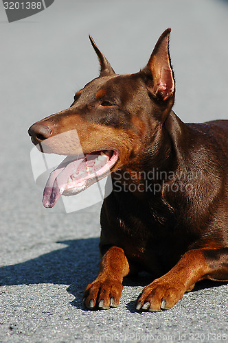 Image of Doberman