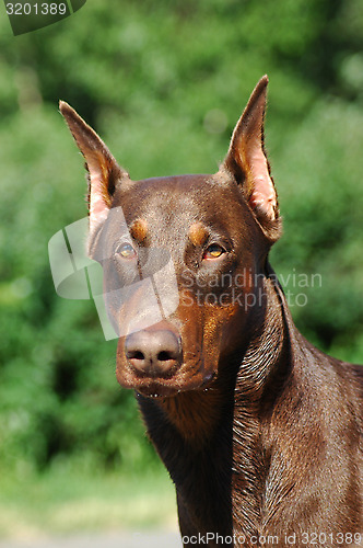 Image of Doberman