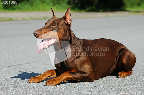 Image of Doberman