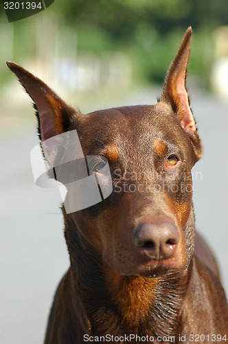 Image of Doberman