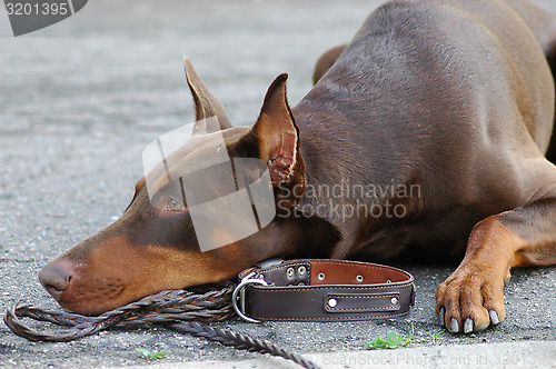 Image of Doberman