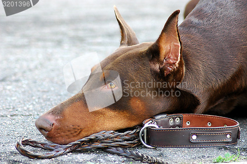 Image of Doberman