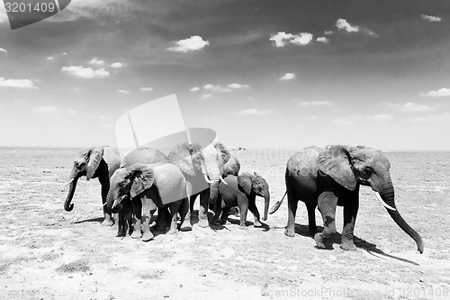 Image of Loxodonta africana, African bush elephant.