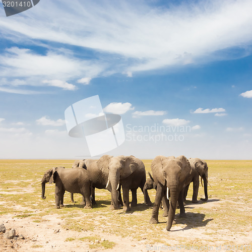 Image of Loxodonta africana, African bush elephant.