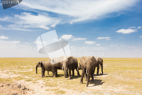 Image of Loxodonta africana, African bush elephant.