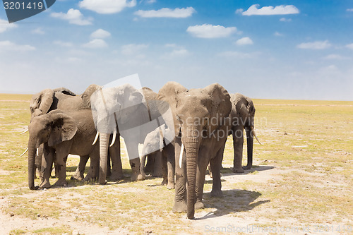 Image of Loxodonta africana, African bush elephant.