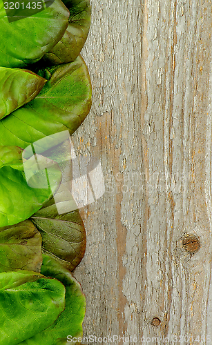 Image of Butterhead Lettuce