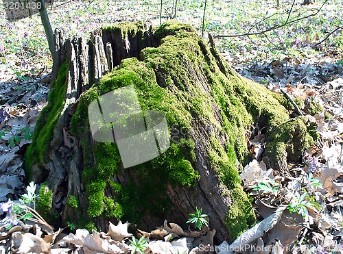 Image of forest stump