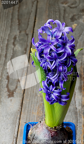 Image of Purple Hyacinth