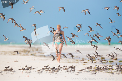 Image of Flock of birds on the beach.