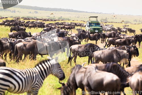 Image of Jeeps on african wildlife safari. 