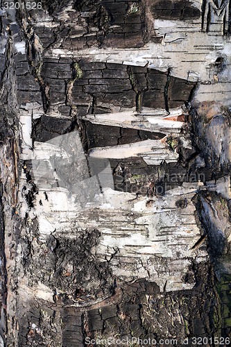 Image of bark of the tree 