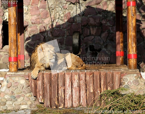 Image of Big beautiful lion  