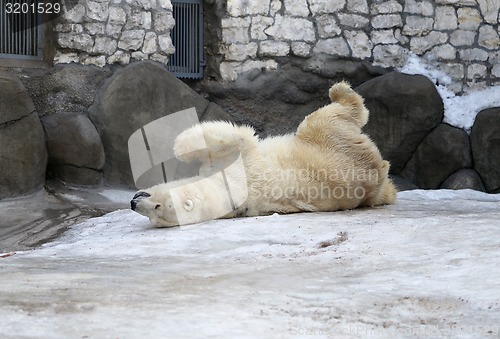 Image of Polar Bear 