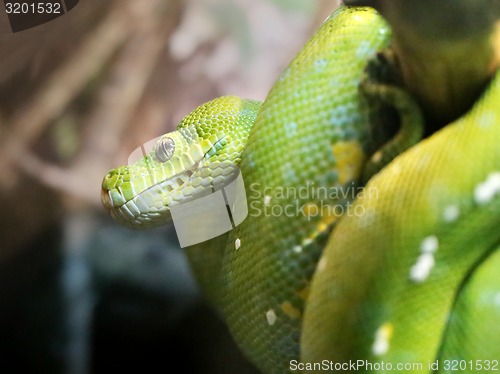 Image of Green python 