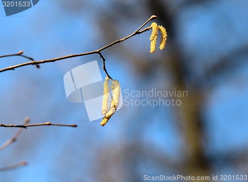Image of Beautiful earrings birch tree 
