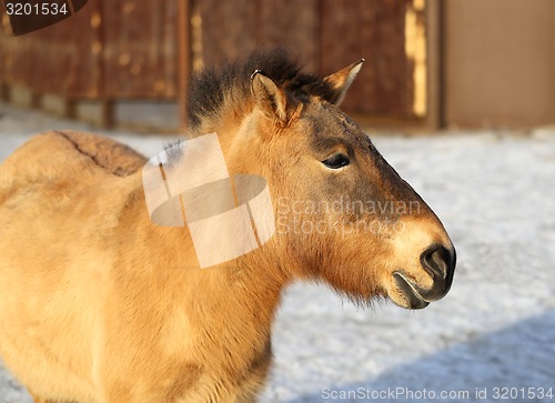 Image of Portrait of a beautiful donkey 