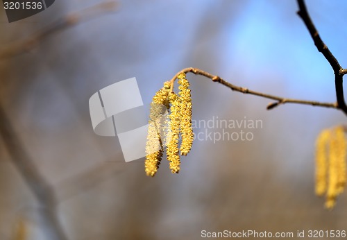 Image of Beautiful earrings birch tree 