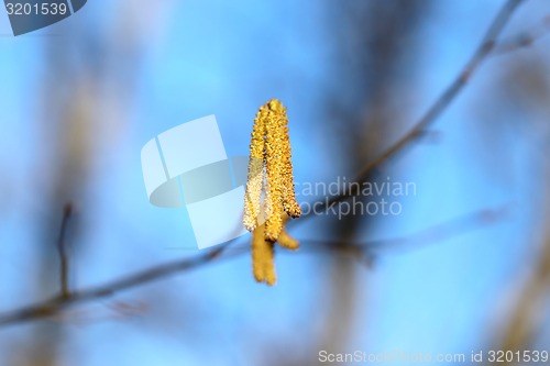 Image of Beautiful earrings birch tree 