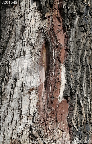 Image of bark of the tree 
