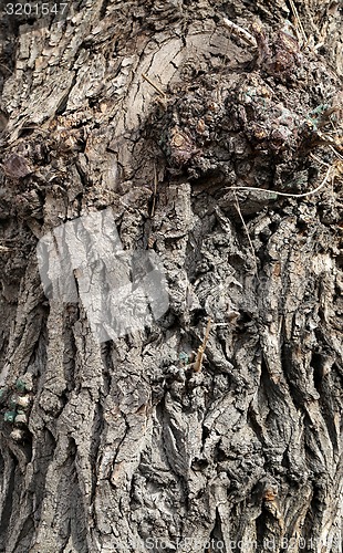 Image of bark of the tree 