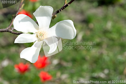 Image of Magnolia flower.