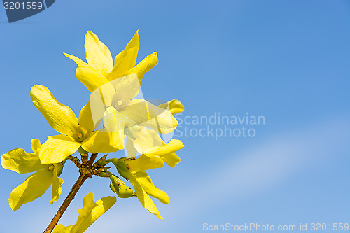 Image of Yellow flowers against the sky.