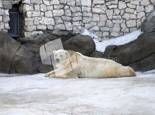 Image of Polar Bear 