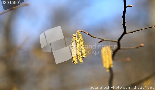 Image of Beautiful earrings birch tree 