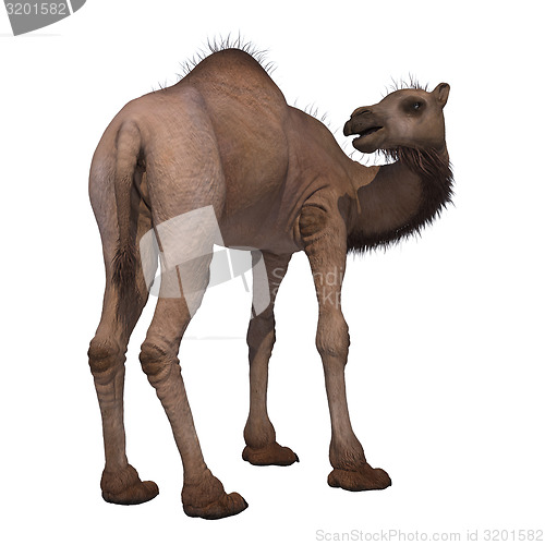 Image of Camel
