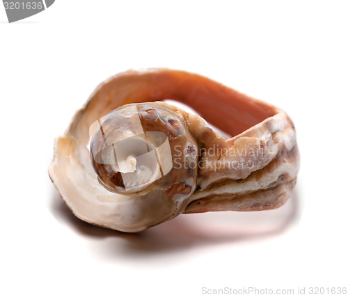 Image of Broken shell from rapana on white background