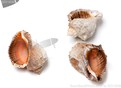 Image of Three empty shells from rapana venosa