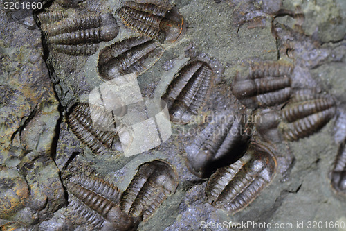 Image of trilobite fossil as very nice background