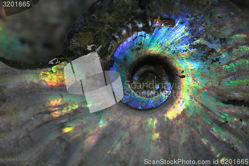 Image of ammonites fossil background