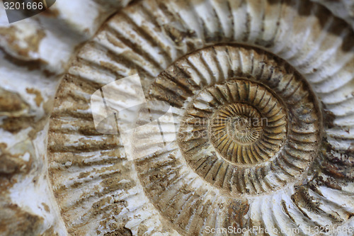 Image of ammonites fossil background