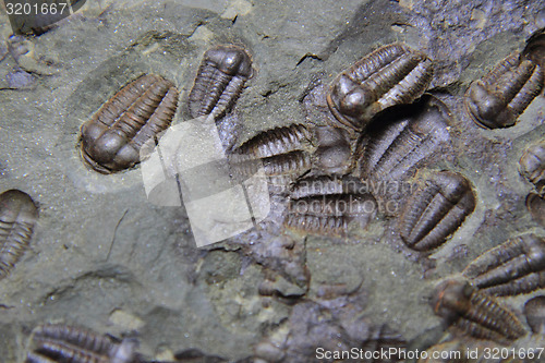 Image of trilobite fossil as very nice background