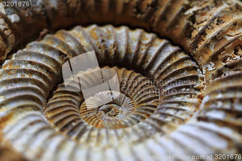 Image of ammonites fossil background