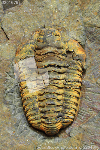 Image of trilobite fossil as very nice background