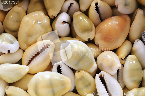 Image of sea shells background