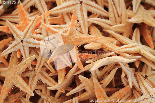 Image of sea stars background