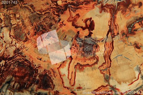 Image of fossil wood texture